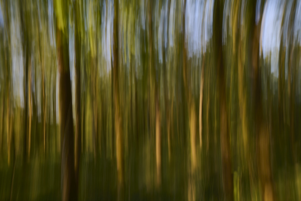 Image of blurred tree trunks