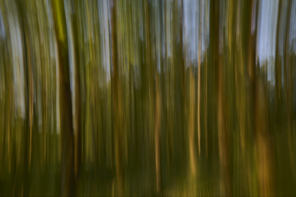 Image of blurred tree trunks