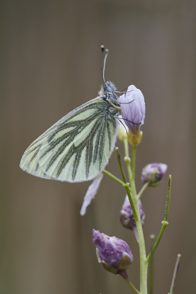 Image of a Butterfly