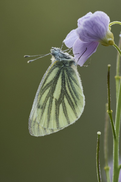 Image of a Butterfly