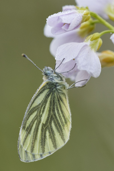 Image of a Butterfly