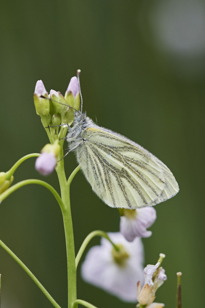 Image of a Butterfly