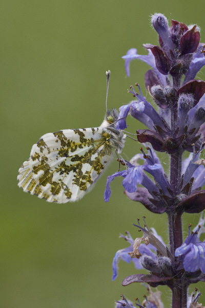 Image of a Butterfly