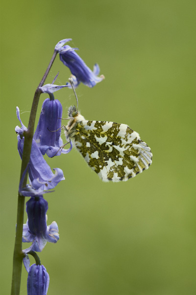 Image of a Butterfly