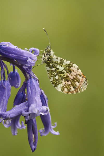 Image of a Butterfly