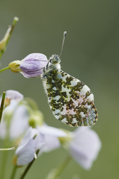 Image of a Butterfly