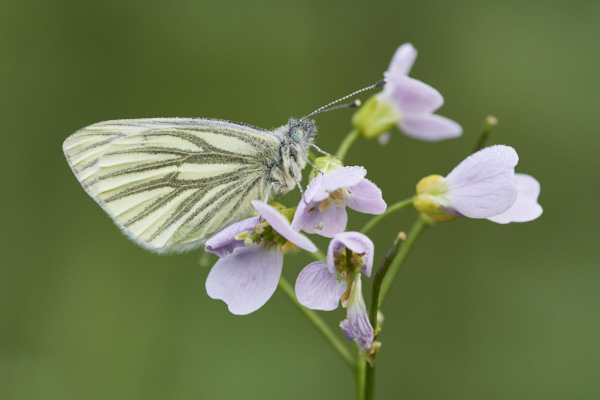 Image of a Butterfly