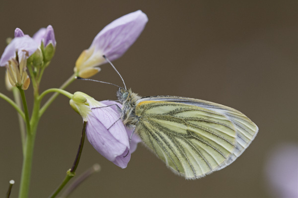 Image of a Butterfly