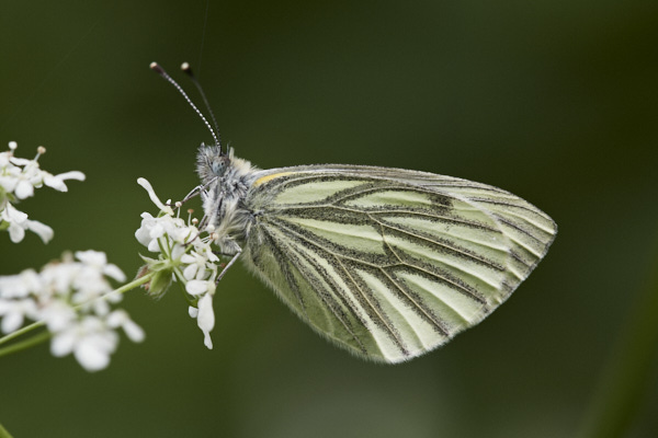 Image of a Butterfly