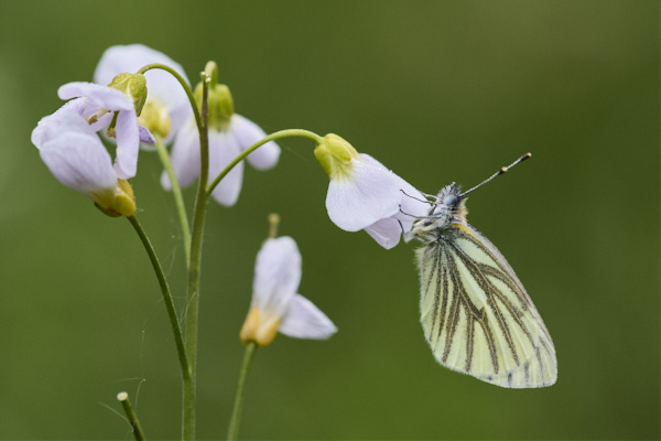 Image of a Butterfly