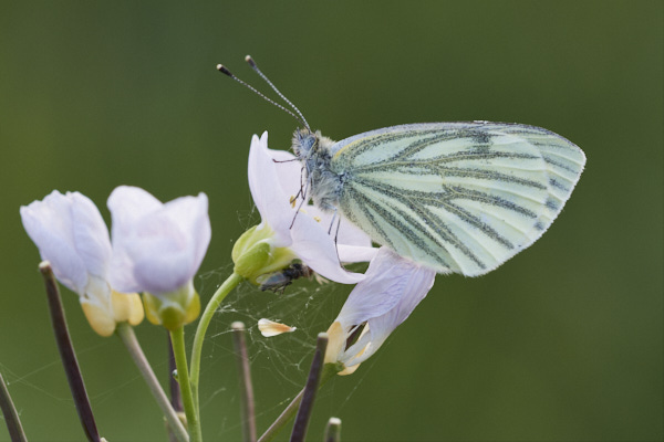 Image of a Butterfly