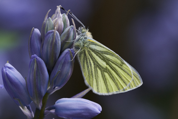 Image of a Butterfly