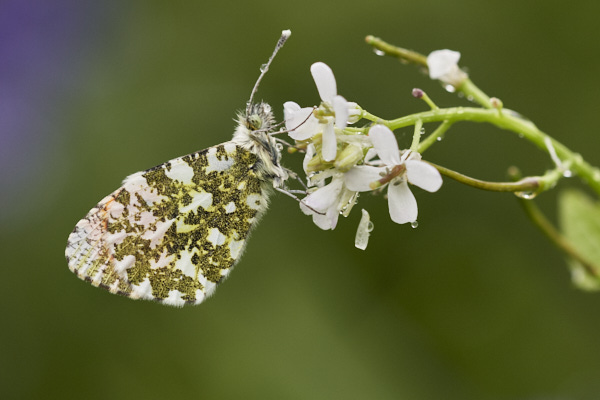 Image of a Butterfly