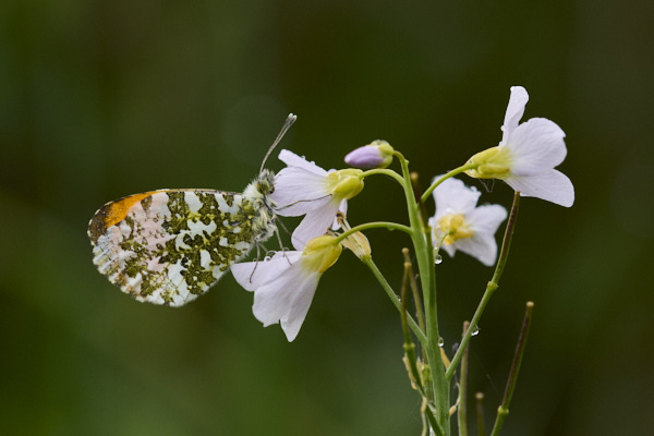 Image of a Butterfly