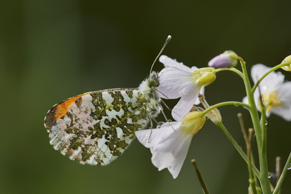 Image of a Butterfly