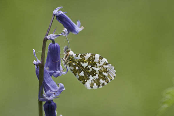 Image of a Butterfly