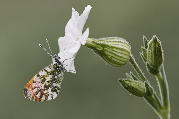 Image of a Butterfly