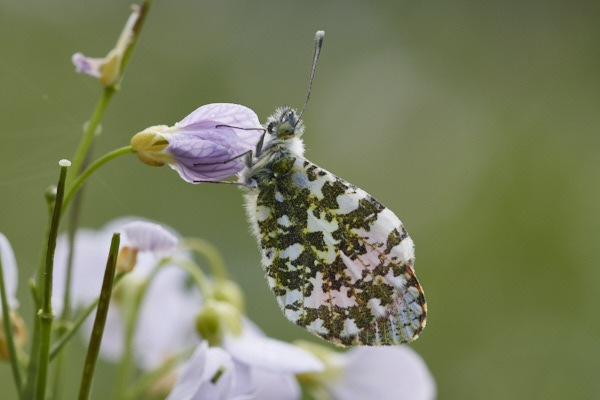 Image of a Butterfly