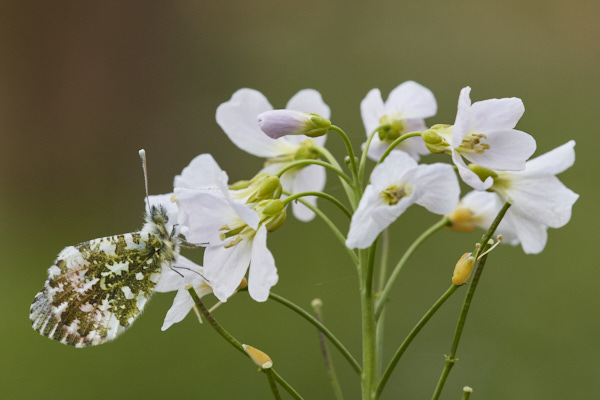 Image of a Butterfly