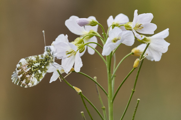 Image of a Butterfly