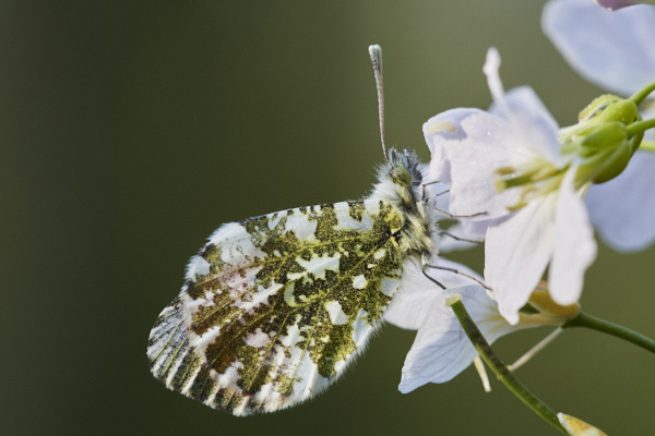 Image of a Butterfly