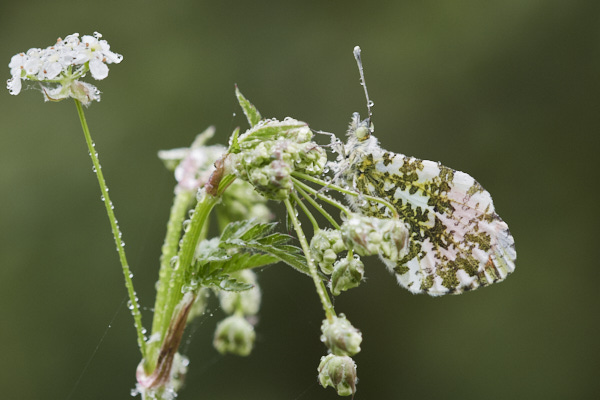 Image of a Butterfly