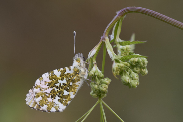 Image of a Butterfly