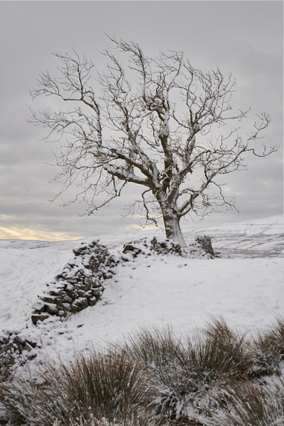 Image of a tree